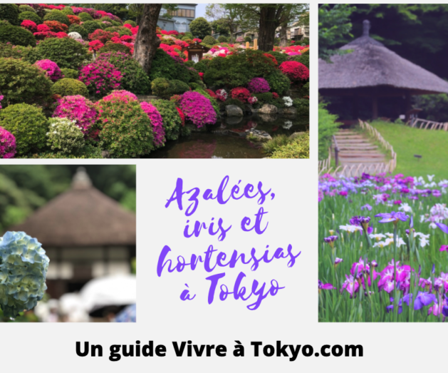 fleurs, vivre à tokyo, iris, hortensia, azalée