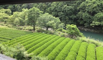 thé, shizuoka