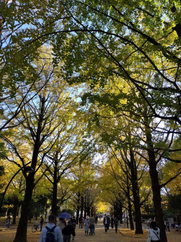 ginkgos du parc d'Hikarigaoka à Tokyo