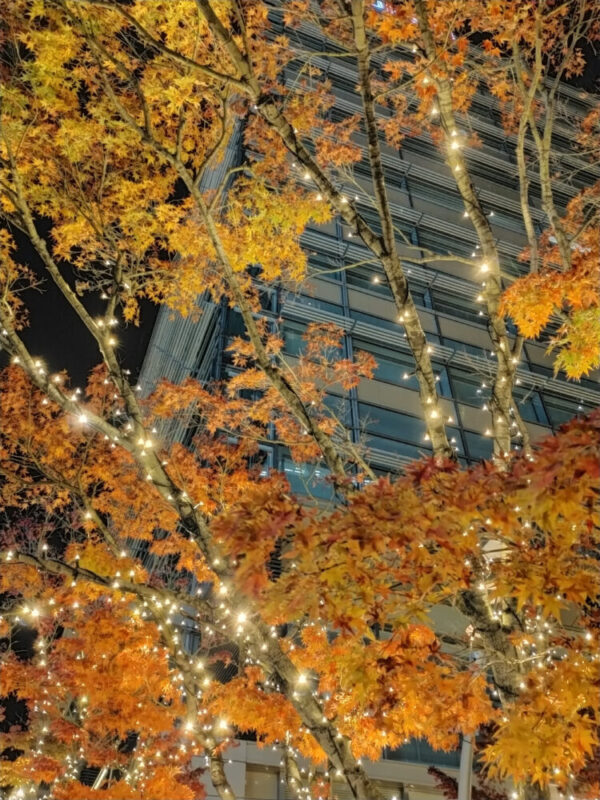 érables illuminés à Tokyo Midtown, Roppongi