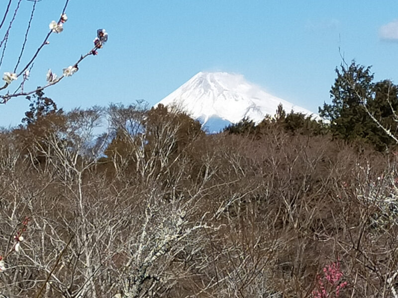 vue sur le Fuji depuis le parc aux pruniers, Shuzenji, Izu
