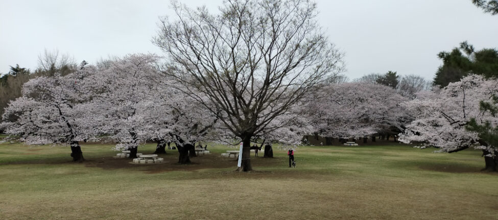 Hikarigaoka parc aux sakura