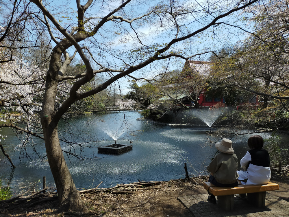 Promenade sous les sakura au parc Inokashira - Vivre à Tokyo