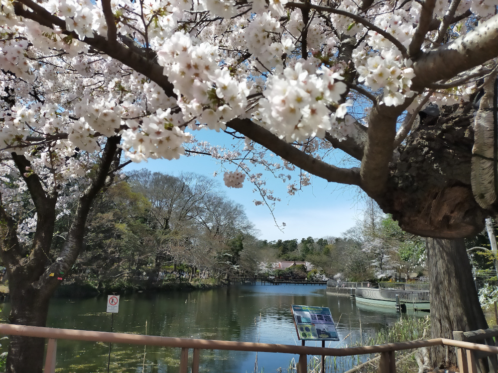 Promenade sous les sakura au parc Inokashira - Vivre à Tokyo