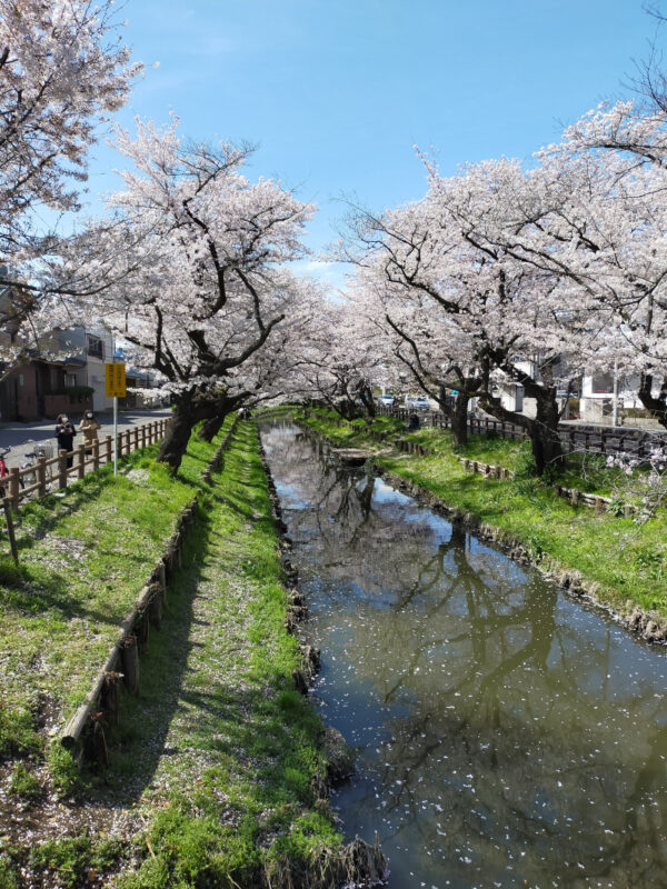rivière aux sakura à Kawagoe
