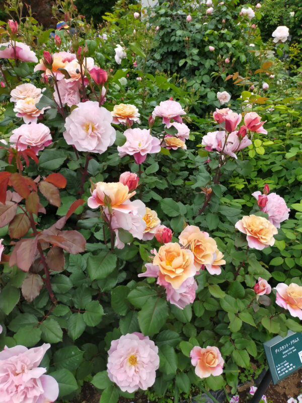 jardin de roses à Hikarigaoka