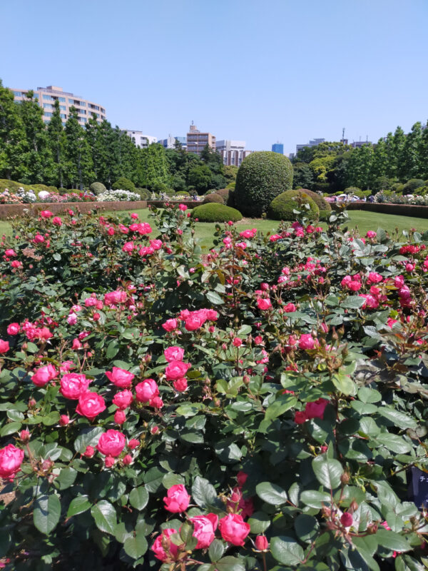 jardin de roses de Shinjuku Gyoen