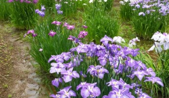 iris jardin Meiji Jingu