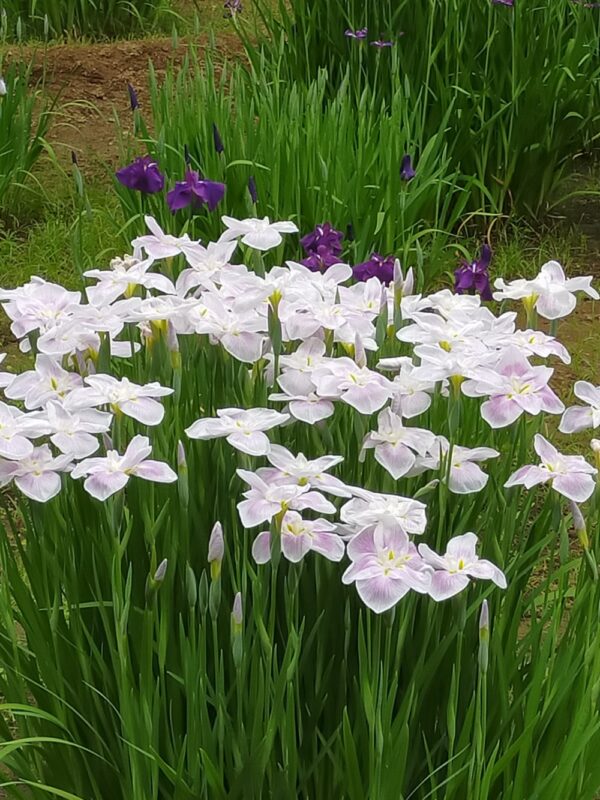 iris jardin de Meiji Jingu