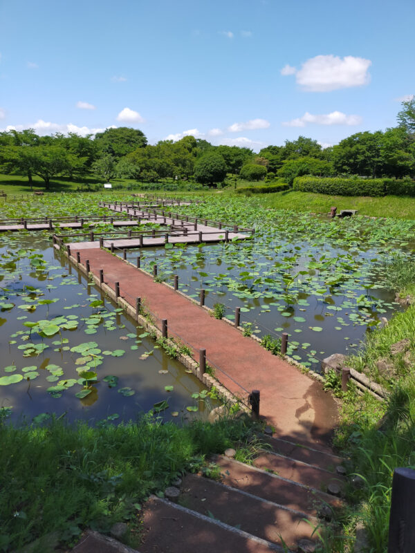 Kodai Hasu no Sato, lotus park