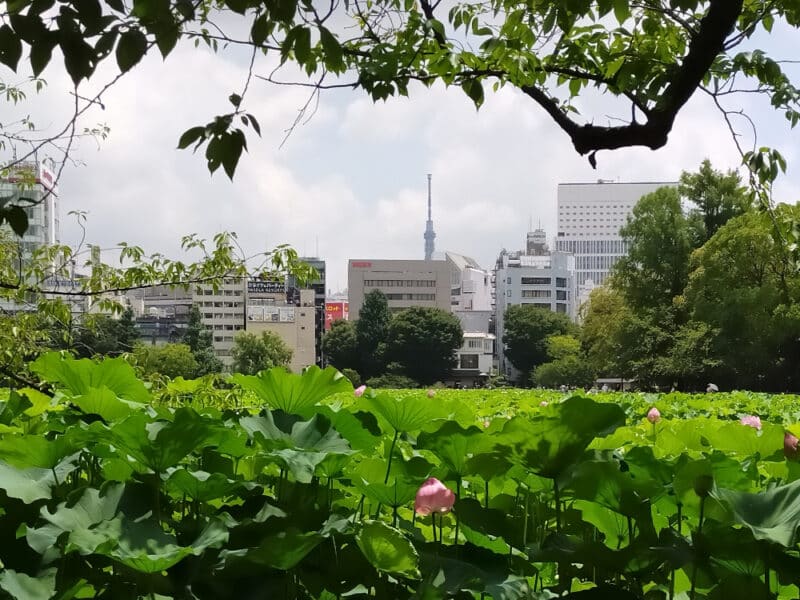 lotus et Skytree à Ueno